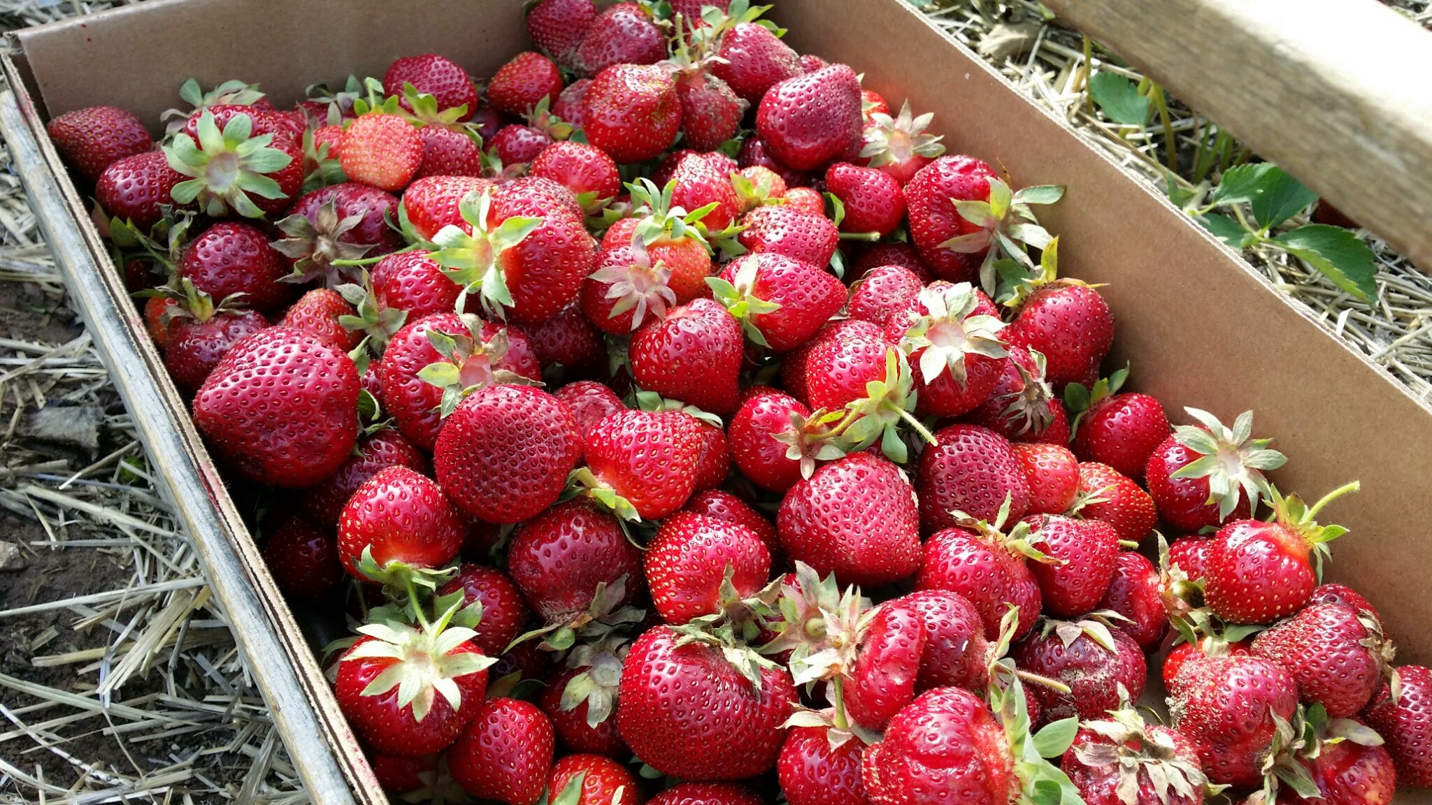 Strawberry picking Barthels Fruit  Farm  Life With Darcy 