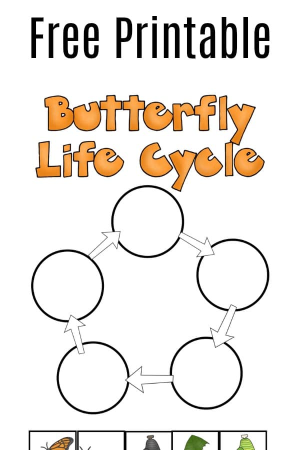 Life Cycle Of A Butterfly Worksheets For Kindergarten Printable 