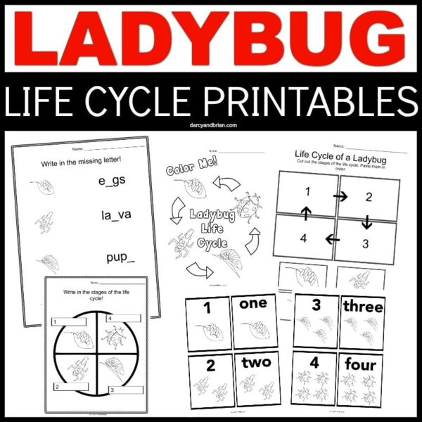 Printable Ladybug Life Cycle Worksheets and Activities for Young Children