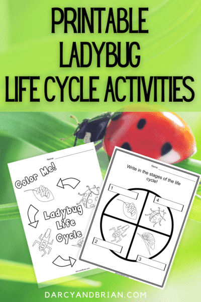 Printable Ladybug Life Cycle Worksheets and Activities for Young Children