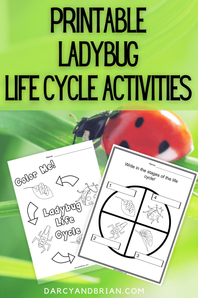 printable-ladybug-life-cycle-worksheets-and-activities-for-young-children