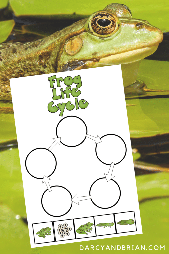 life cycle of a frog worksheet
