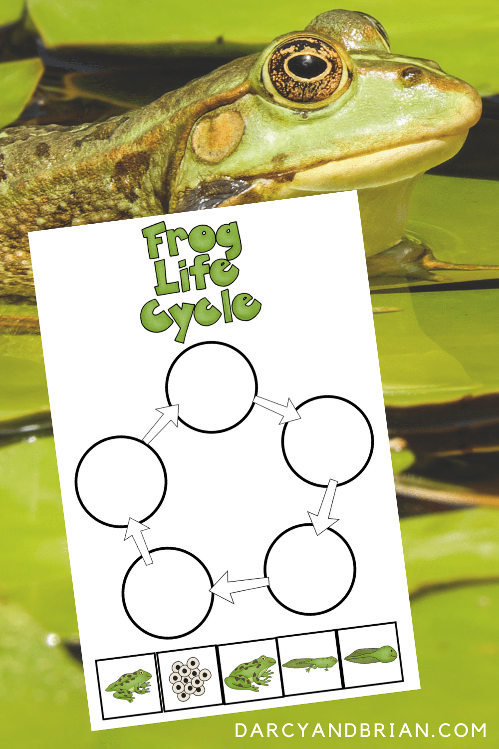 Frog Life Cycle Printable and Activities For Hands-on Science Lessons Throughout Frog Life Cycle Worksheet