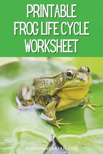 Frog Life Cycle Printable and Activities For Hands-on Science Lessons