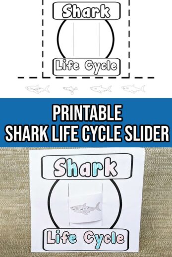 Shark Life Cycle Activities and Resources Plus a Free Printable