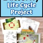 Top of image says Butterfly Life Cycle Project on light blue background. Mockup of printable pages and assembled diorama.