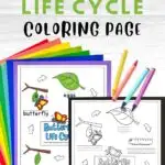 Text at top says Butterfly Life Cycle Coloring Page. Preview of black and white version and colorized version of worksheet laying on colorful papers. Crayons laying by them.