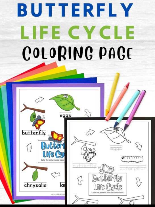 Text at top says Butterfly Life Cycle Coloring Page. Preview of black and white version and colorized version of worksheet laying on colorful papers. Crayons laying by them.