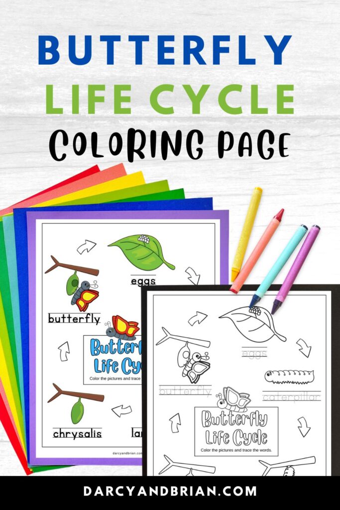 Text at top says Butterfly Life Cycle Coloring Page. Preview of black and white version and colorized version of worksheet laying on colorful papers. Crayons laying by them.