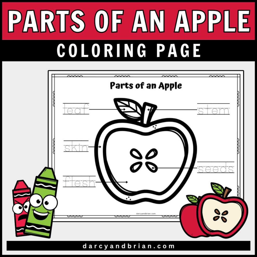 Mockup of apple parts coloring page. Cute colorful clipart of apples and crayons decorate the corners.