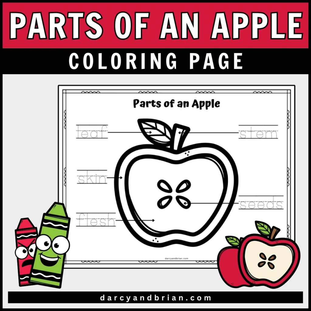 Mockup of apple parts coloring page. Cute colorful clipart of apples and crayons decorate the corners.