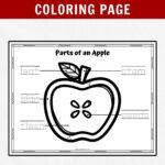 Black and white text at top on dark red background says Free Printable Parts of An Apple Coloring Page. Shows mockup of worksheet with cross section of apple with labeled areas to color in.