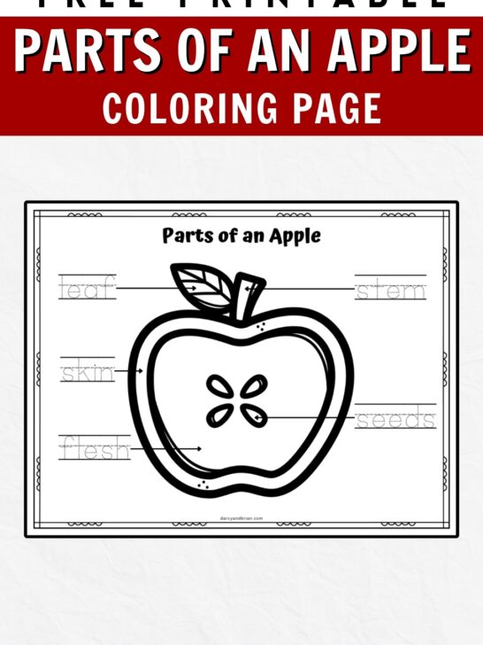 Black and white text at top on dark red background says Free Printable Parts of An Apple Coloring Page. Shows mockup of worksheet with cross section of apple with labeled areas to color in.