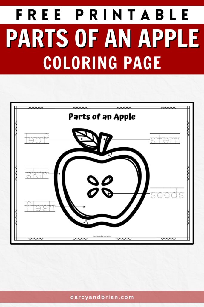 Black and white text at top on dark red background says Free Printable Parts of An Apple Coloring Page. Shows mockup of worksheet with cross section of apple with labeled areas to color in.