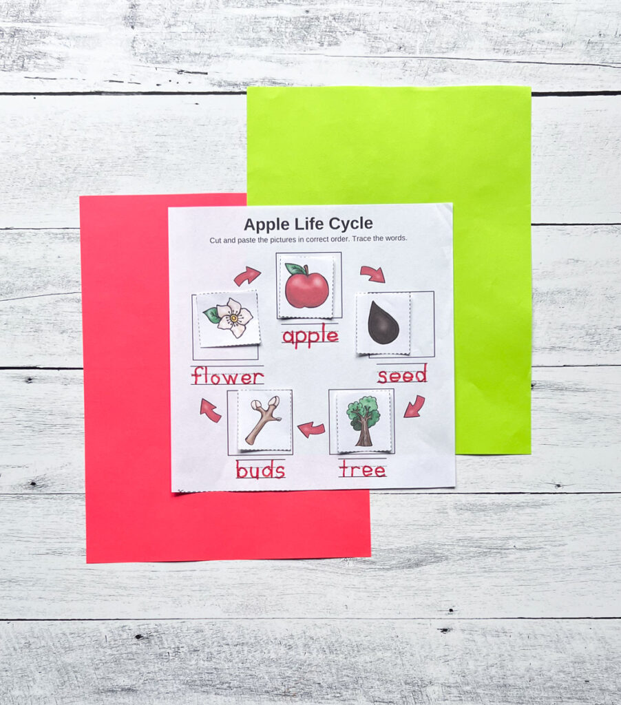 Completed life cycle of an apple activity. Word labels are traced in red and the colored pictures are glued in order.