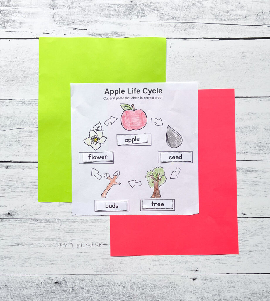 Completed cut and paste apple life cycle sequence page laying on top of green and red paper.