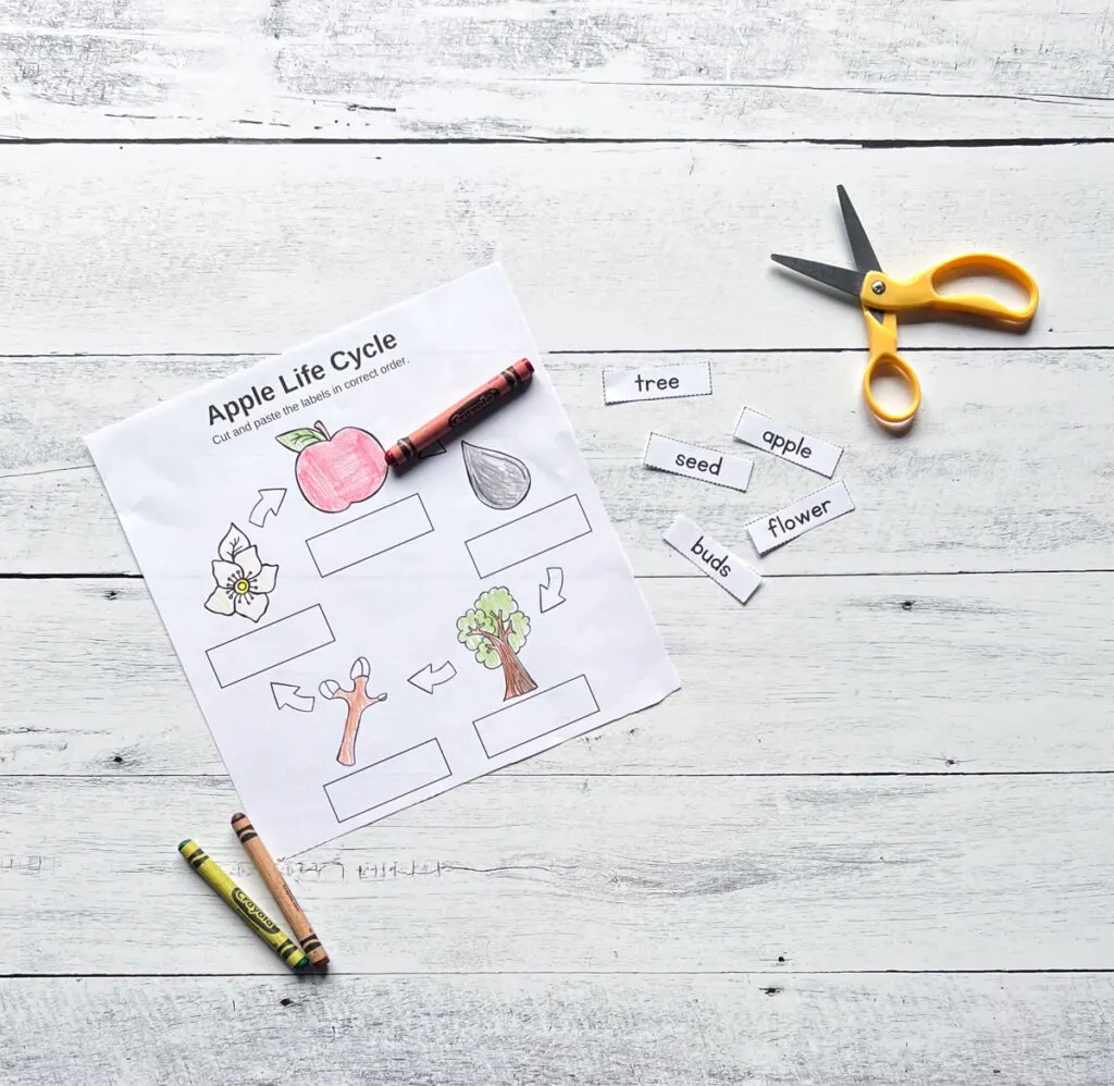 Each stage of apple development colored in with crayons. The labels are cut apart and laying next to the page.