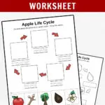 Preview of two pages from the apple life cycle set of worksheets for preschoolers.