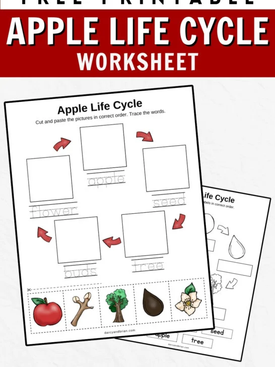 Preview of two pages from the apple life cycle set of worksheets for preschoolers.