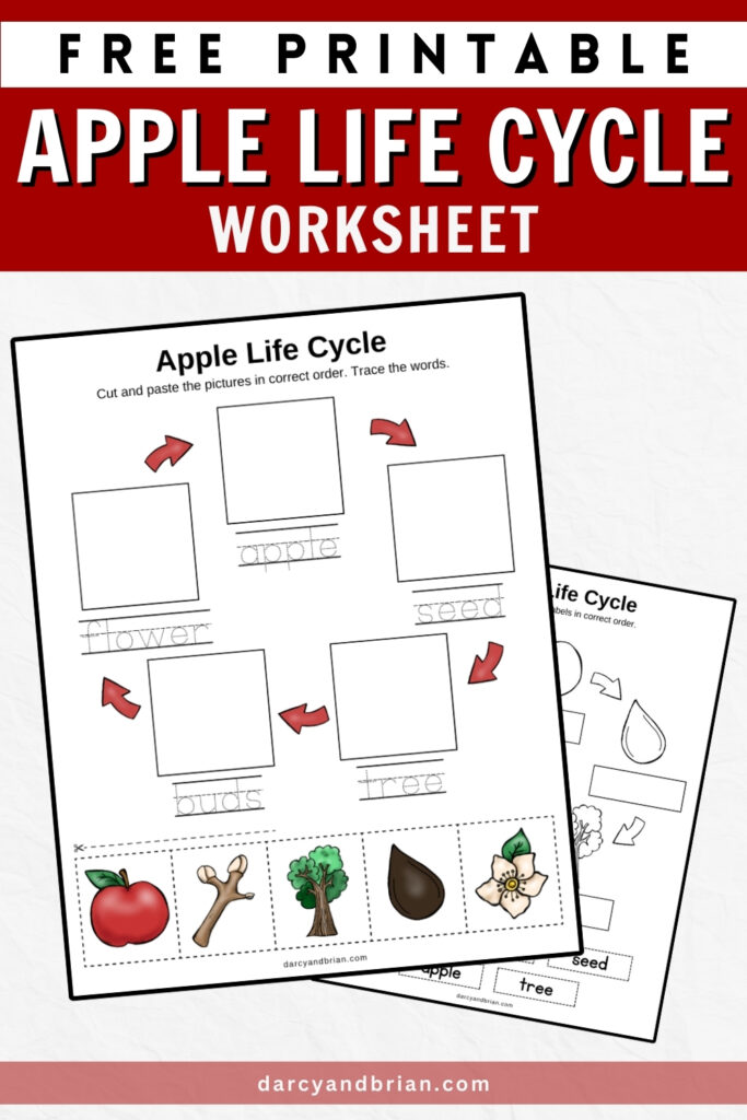 Preview of two pages from the apple life cycle set of worksheets for preschoolers.