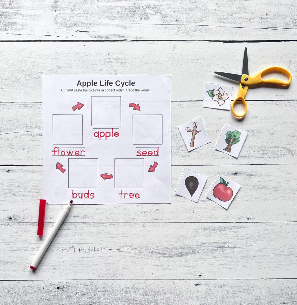 Each stage of the apple cycle is traced in red marker. The pictures to match are cut out and laying next to the paper.